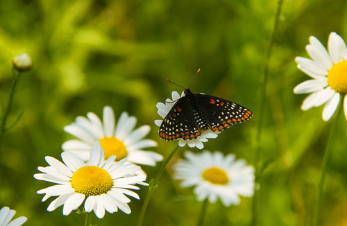 Baltimore Checkerspot by Matt Champlin on Flickr.