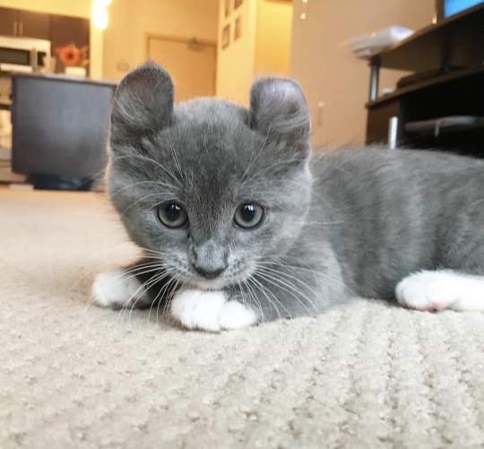 Minnie the munchkin cat 🐱❤️ porn pictures