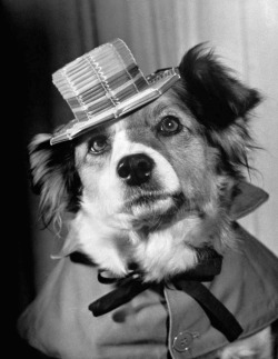 Nina Leen - Lucky today wears natty straw hat and faces the camera with perfect aplomb in her movie debut as the star of The Lost Dog, 1955.