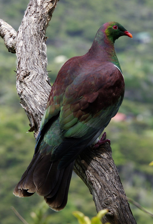 I love the colours in the plumage of the Kereru - Hemiphaga novaeseelandiae 