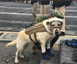 ahorrorstorycircle:  karlrincon:  This is “Frida”, she has saved 52 people so far in Mexico’s Earthquake.A rescue dog who’s helped to save over 50 people trapped in the rubble of Mexico’s earthquake.Having already save 52 lives during her career,