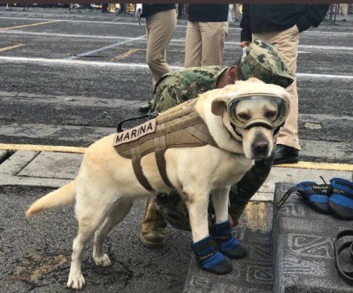 karlrincon:This is “Frida”, she has saved 52 people so far in Mexico’s Earthquake.A rescue dog who’s