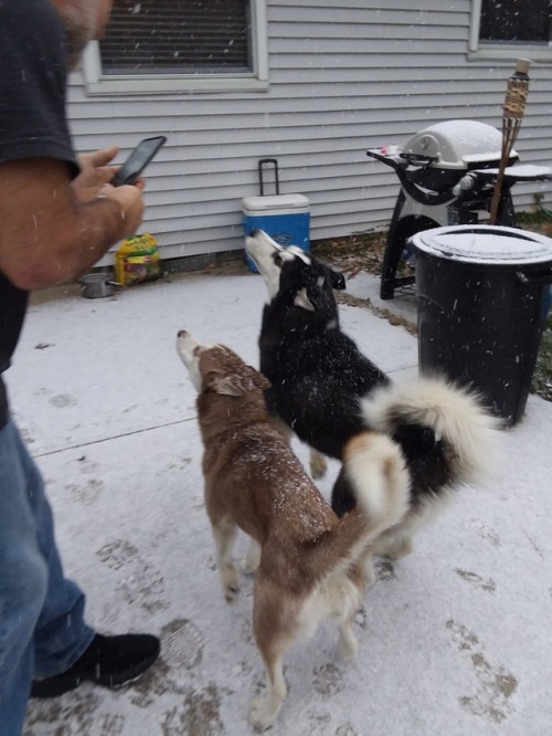 It was the pups first snow the other day! We didn’t even get an inch, hopefully they’ll 