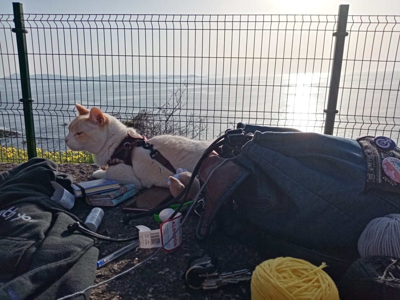 A photo of a white cat with cream colored ears laying down on a stone table in front of the sea, which can be seen through a fence. On the table there’s a bunch of objects, including multiple notebooks, wool skeins, a backpack, a jacket, and some car keys 