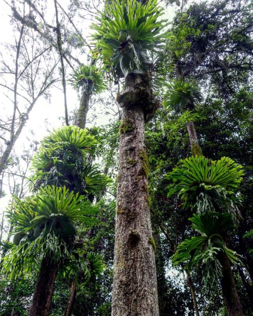 lukeloucas:  Staghorns #rainforest #hangingrock #nimbin (at Hanging Rock Falls)