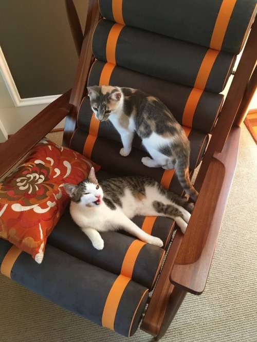 unflatteringcatselfies:Buddy, mid-yawn, and his sister Holly.