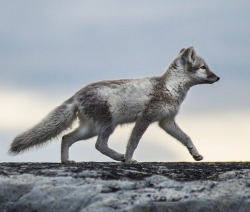 beautiful-wildlife:  Foxwalk by Barbara A.S.