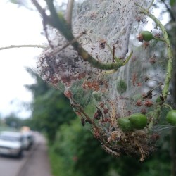 🌿🌳 #Tree Is #Seek 🐛🐛🐛  Mega #Cocoon #Strange #Shit