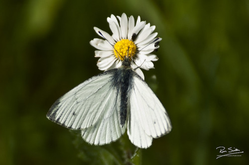 Small White_Pieris Rapae_Bicester_20090509_0413 by Ron Smith Photography on Flickr.Pieris rapae