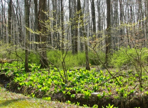 geopsych:April woods, with skunk cabbage and spice bush.