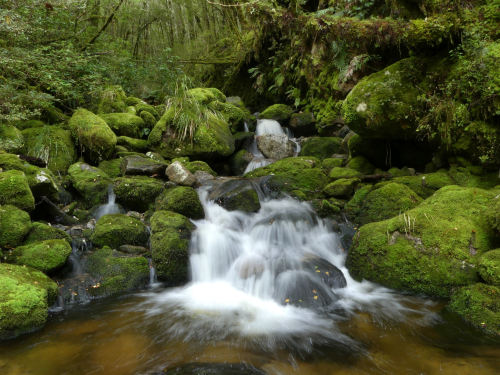 Heslop Creek ~ Victoria Forest Park by Steve Reekie