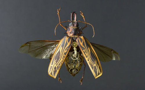 staceythinx:  MeCre (mechanical creatures) by Gaby Wormann 