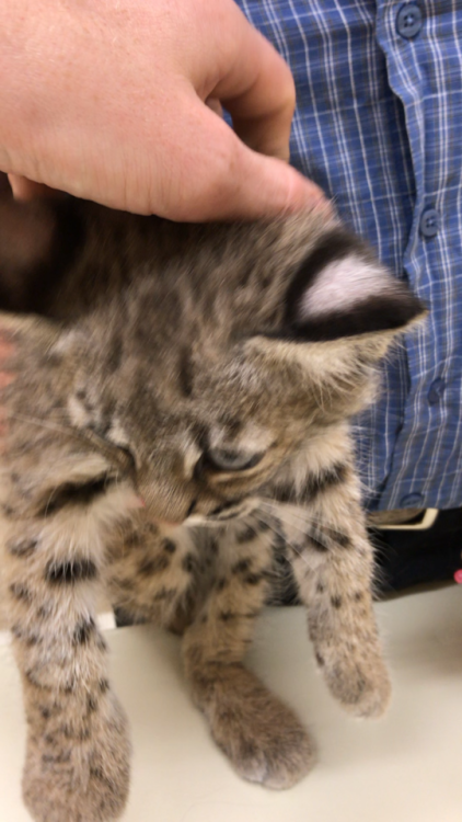 awwww-cute:  My veterinarian Dad got to work with this baby bobcat. (Source: https://ift.tt/2vv9s59)