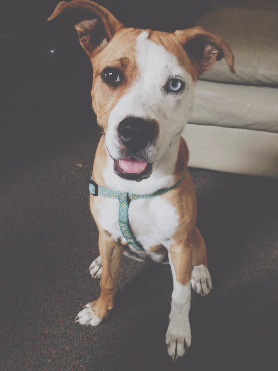 whosethan:  this dog is so energetic 😂😍 