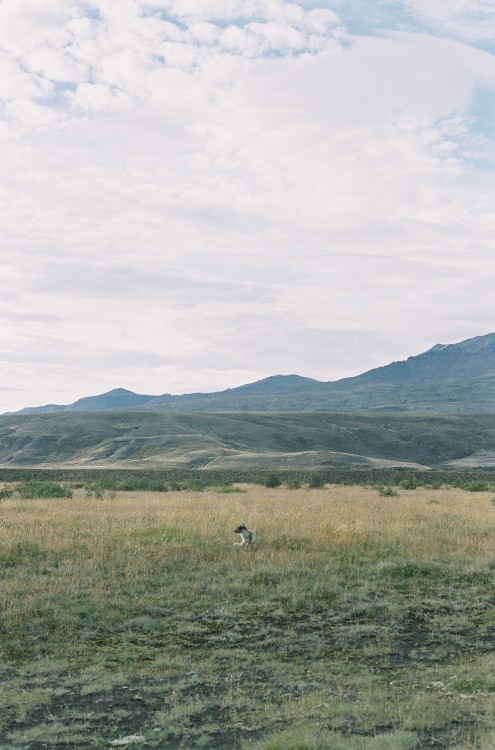 Arctic fox sighting outside of the second Dosmork campsite.