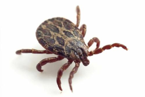 bogleech:EVERY DAY in the insect ID groups I follow you get people asking if something is a tick, an