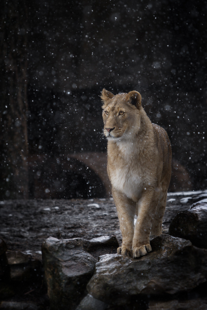 h4ilstorm:  Lion (by William T Hornaday) 