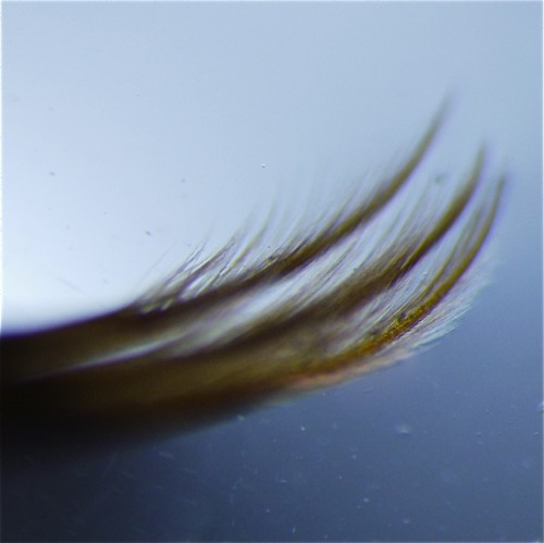 Baetisca are members of the &lsquo;armored mayfly&rsquo; family. So named for their hard, st