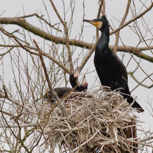 Cormorant nest & chicks at Rye Harbour nature reserve #Signsofspring #birds #nest #sussex