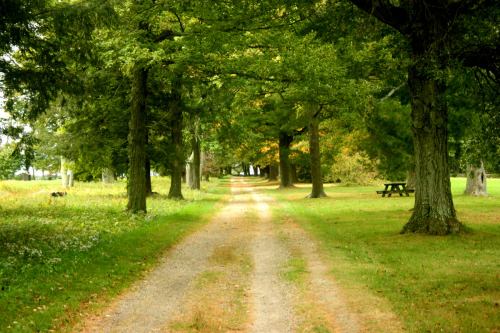 twilightsolo-photography: A Walk in the ParkTopsmead State Forest in Connecticut ©twilightsolo-photo