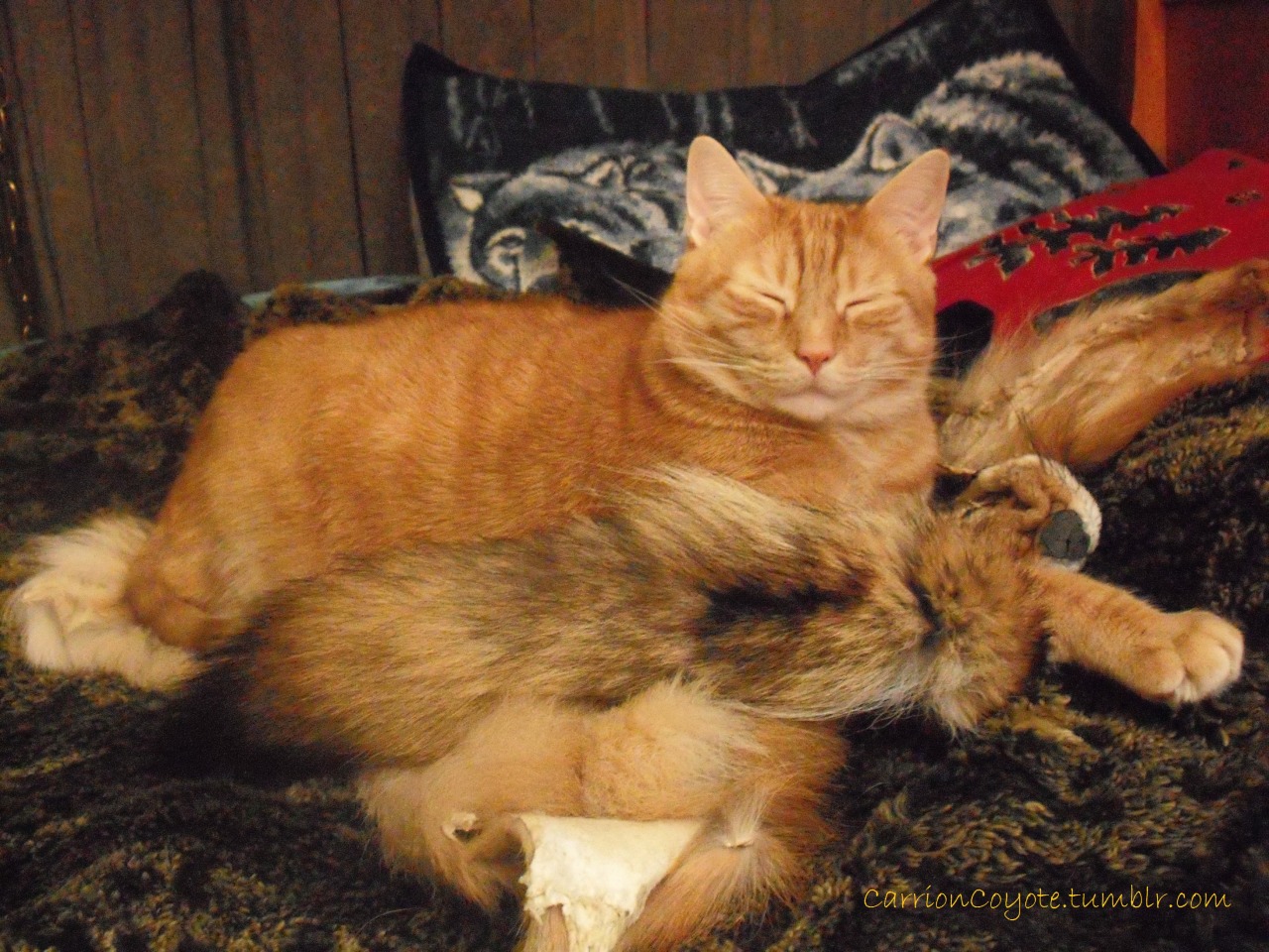 carrioncoyote:  Got a new coyote today. Tucker really took a liking to it.