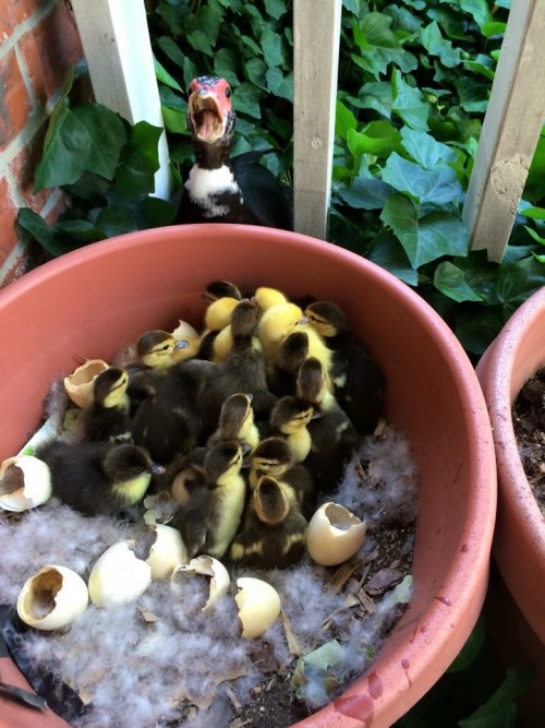 peeppeepmotherquacker:  charlieiq:  My mom got a better picture.  OMG look at all those babies! No wonder mom looks so haggard! So many tiny peeps. 