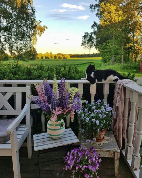 alraunahomestead:Hanne Aamodt (@hanne_paalandet)