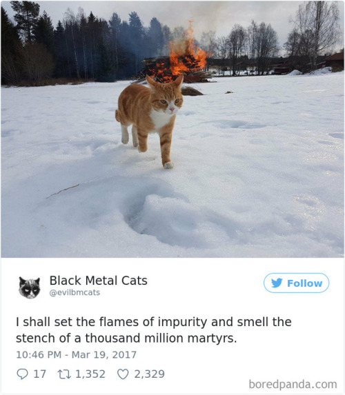 Porn catsbeaversandducks: Twitter Account Pairs photos