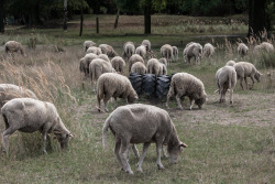 when you go on a walk and run into a flock of sheep with majestic tails