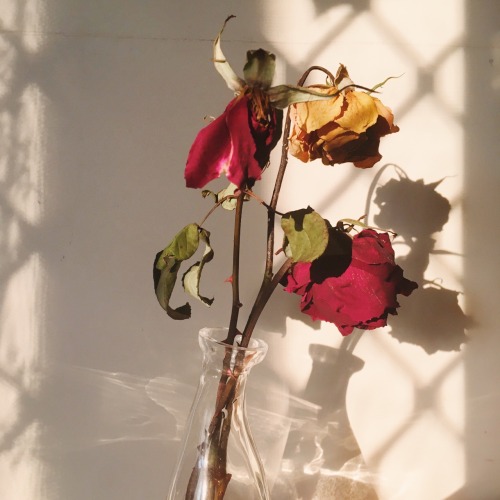 fhlowerz:freyahaley:Pics of wilting roses in my room at golden hour