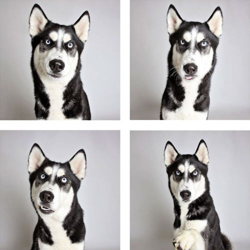 Shelter Dog Photobooth Pics Helps More Pups Find Forever Homes (10+ pics)