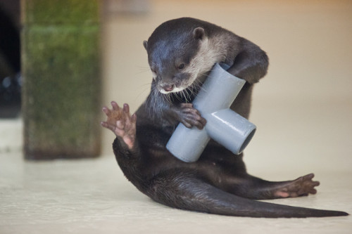 dailyotter: Otter Plays with a Pipe Thanks, kashiwaya920!