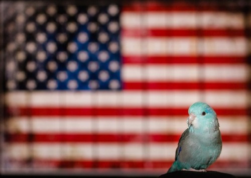 Happy 4th of July to you all from my little (red), white and blue guy!  #flashtheparrotlet #kristine