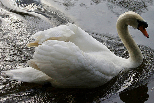 green-hat:  Swan by -john47kent- Flickr: porn pictures