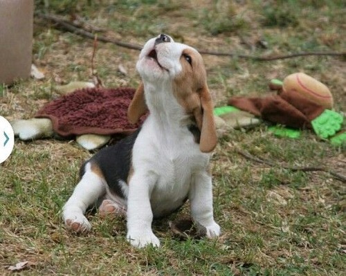 tinierpurplefishes:insta-gramcracker:re-actr:thecutestofthecute:Girls hit your hallelujah Girls