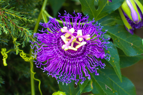 Purple UFO Flower by *ABGFrazer