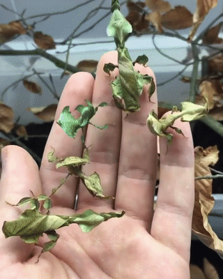 naomicdragonne:  sixpenceee:  Look at these Phyllium Philippinicum or leaf bugs.