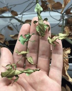 naomicdragonne:  sixpenceee:  Look at these Phyllium