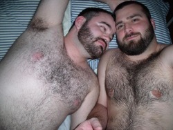 armpitluvrs:  2 Bears 