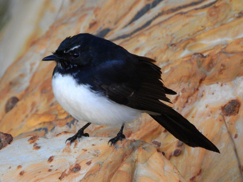 bigbirdpoof:Willie-wagtail (Rhipidura leucophrys) © Bill (OFF and ON)