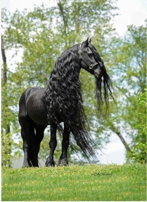 thats-ri-god-damn-diculous:catschemicalromance:owmeex:Horses With Better Hair Than Youwhy does this 