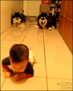 metalhearted:   These dogs imitating a baby crawling is the best thing ever |[source]| 