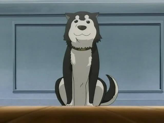 Today's anime dog of the year is: #5: Black Hayate