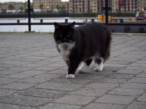 coyamada:“London”【2016 10/5-10/10】滞在先近くのテムズ川にカワイイ猫ちゃんがいました。