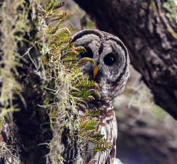 daysofdecadence:  cloudyowl:  Barred Owl by minds-eye   peek a boo