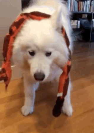skookumthesamoyed:  How are you going to get Snakey the Snake off your head? I don’t