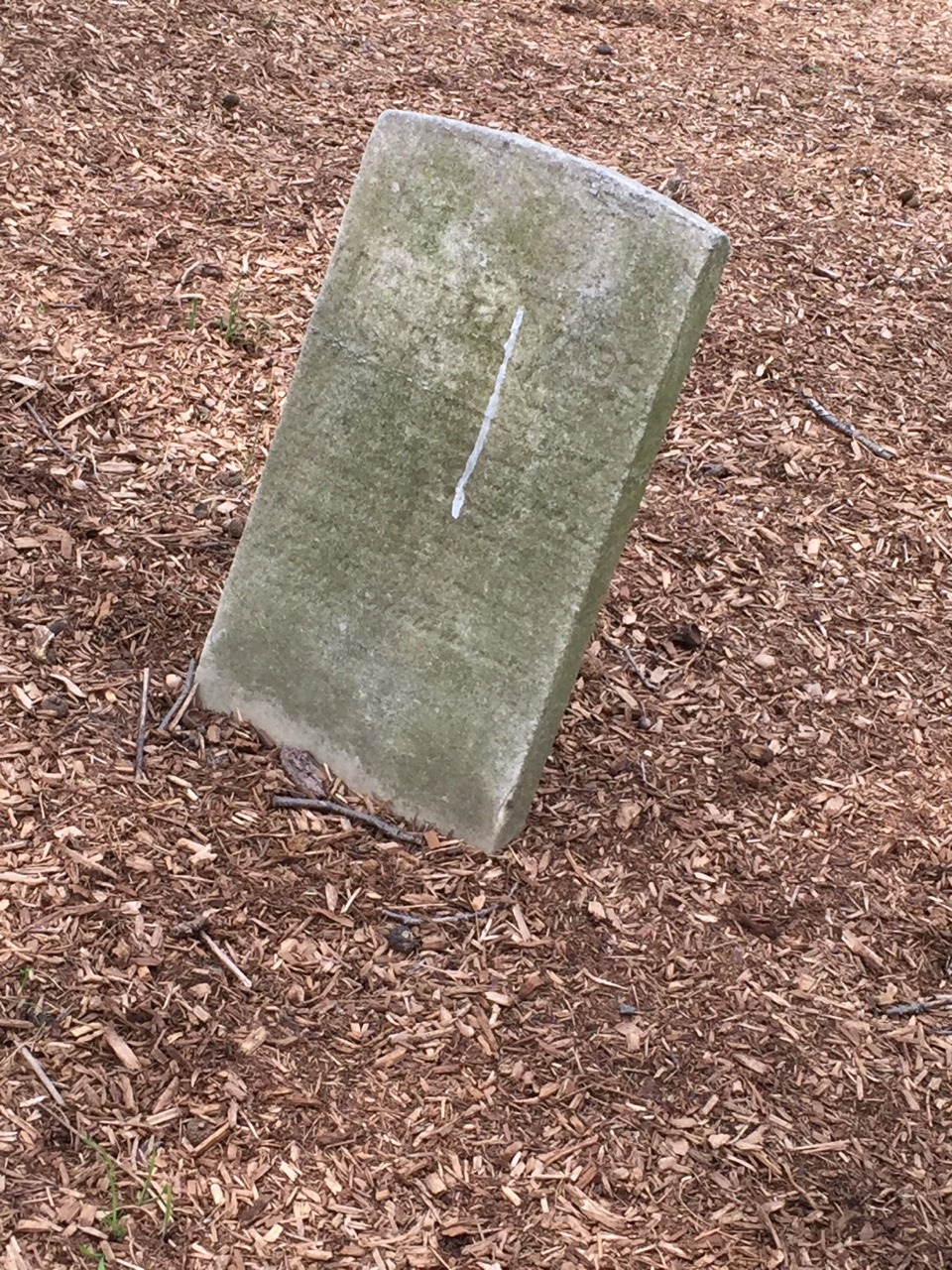 Noticed this today in the woods in Baltimore .. right off 95 . Cool to see this in