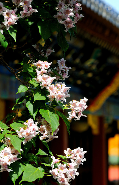 Blossoms of Catalpa bungei in the Forbidden City. 故宫博物院