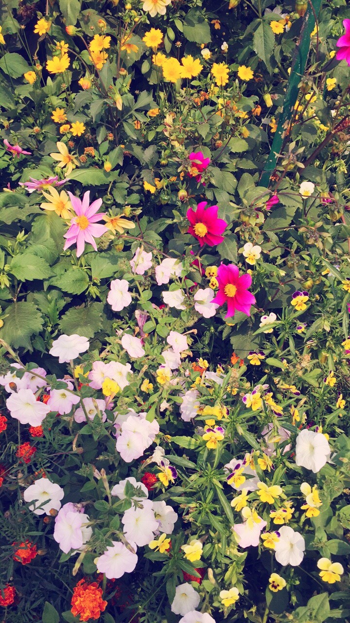 starqt:🌸