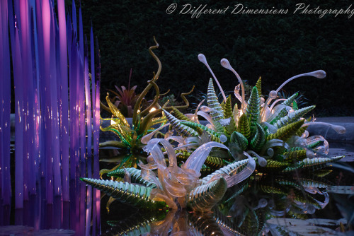 I went to the Biltmore last night to take photos of the Chihuly glasswork they have on display in th